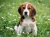 Beagle-Dog-adult-young