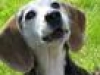 Beagle-Dog-older-head-looking-up
