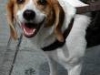 Beagle-Dog-single-older